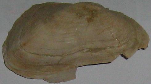 Barbatia mytiloides  (Brocchi, 1814) - pliocene - Toscana